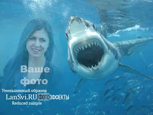 Сделать фотоэффект онлайн с акулой