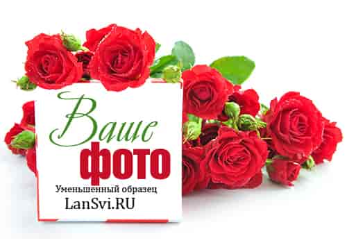 Красные розы - фотоэффект онлайн